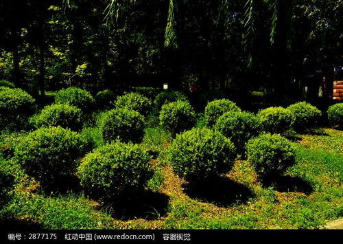 园林景观设计绿色植物带来的自然园林景观设计，让你享受清新自然之美