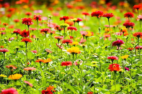 花色图片探寻最美花海：花色图片欣赏与攻略