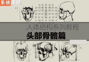 祝凯素描课程人体结构系列课程·硬性知识·头部骨骼-51自学联盟