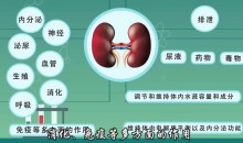 肾虚系列课—男士补肾养生宝典-51自学联盟