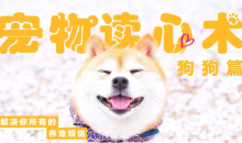 宠物读心术：解决你的养猫烦恼、解决你的养狗烦恼-51自学联盟