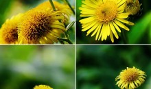 花卉摄影教程 拍出唯美花卉照片44课-51自学联盟