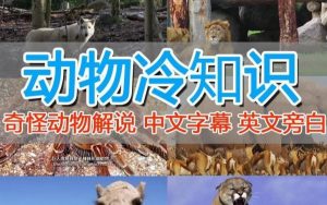 外面国外纪录片解说动物解说美食中视频-51自学联盟