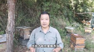 蜜蜂养殖技术-51自学联盟