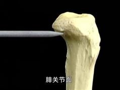 艾氏解剖视频教学_人体三维立体解剖_艾氏人体解剖视频完整版-51自学联盟